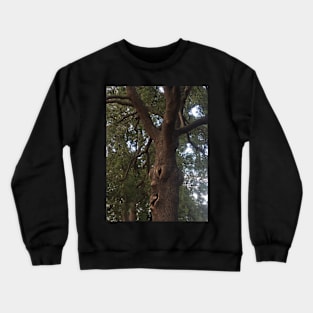 Trees Have Feelings! Crewneck Sweatshirt